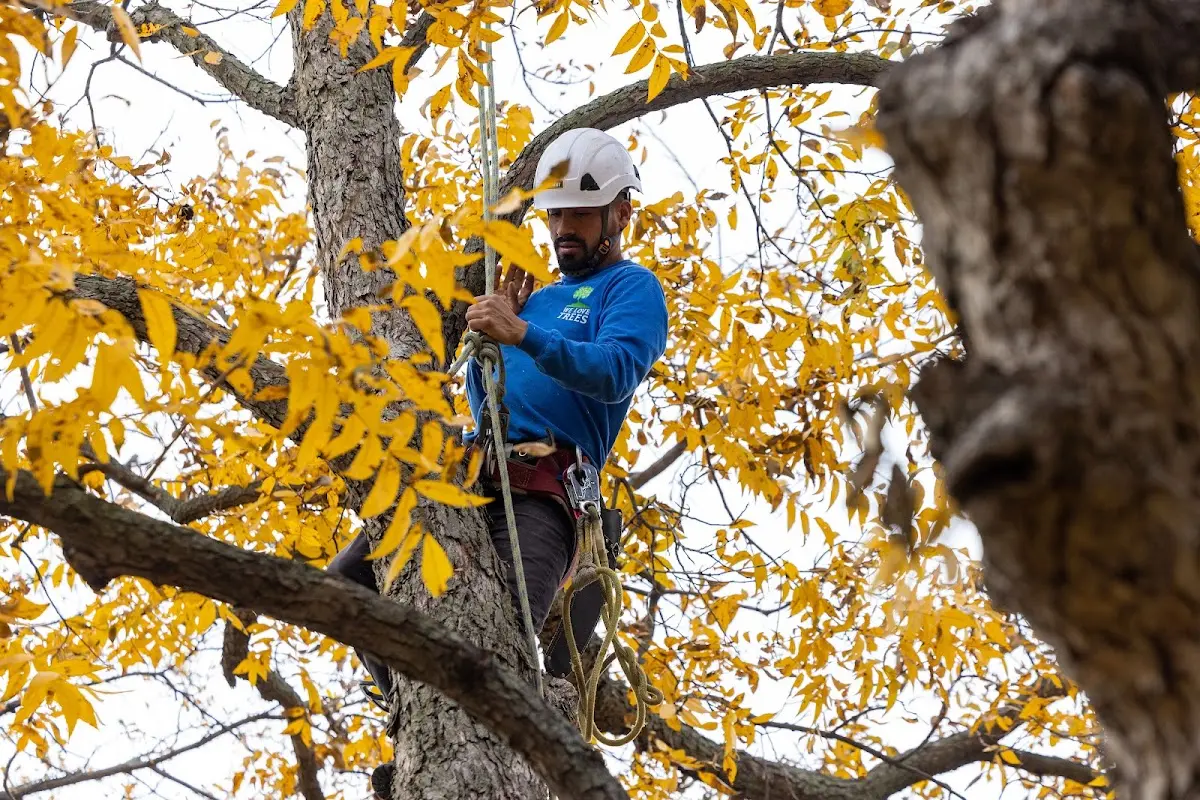 Skilled Tree Pruning crew working in Montpelier