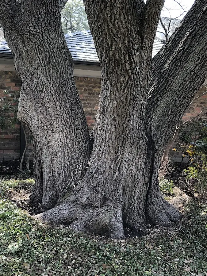 Mature heritage tree close to a Montpelier property cared for by certified arborists
